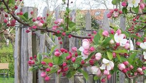 appelboom detail (foto Miep Bos)