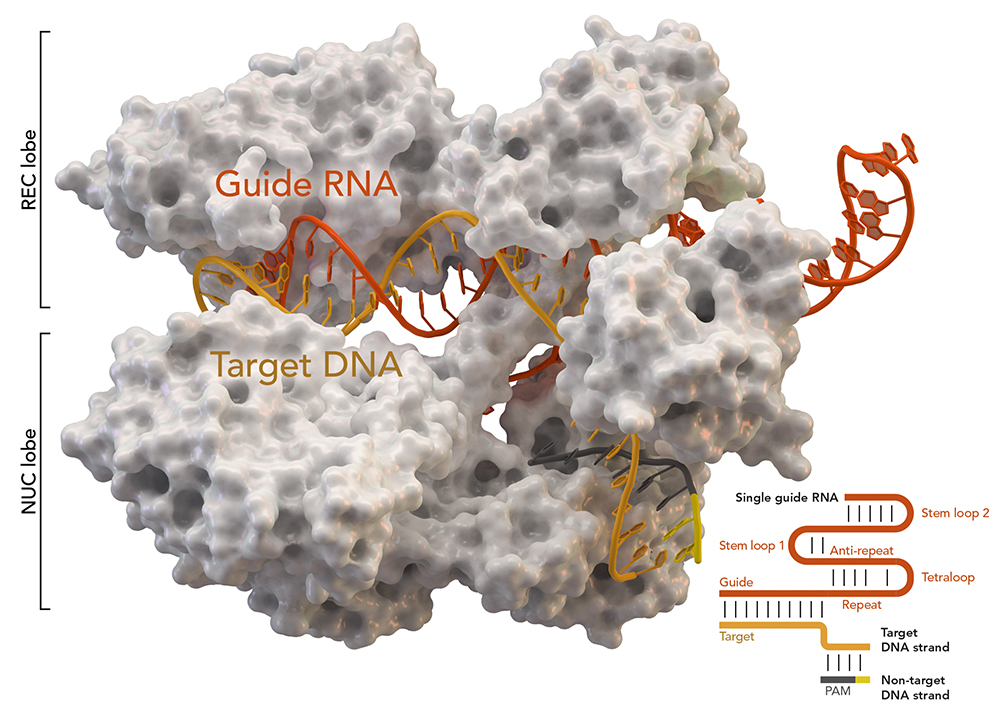 CRISPR-associated protein Cas9 (white) from Staphylococcus aureus based on Protein Database ID 5AXW. Credit: Thomas Splettstoesser (Wikipedia, CC BY-SA 4.0) Read more at: https://phys.org/news/2017-05-crispr-gene-hundreds-unintended-mutations.html#jCp