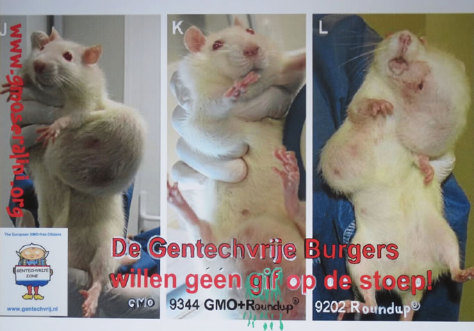 Poster prof. Séralini ratten met tumoren toont die zijn gevoerd met gentech mais Roundup. 