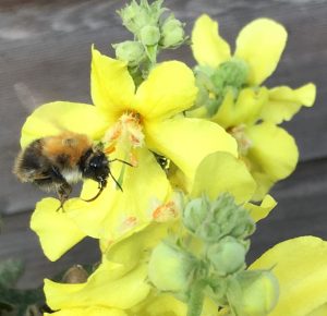 Hommel foto Miep Bos 2018